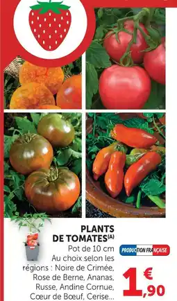 Super U Plant de tomate noire de crimée offre