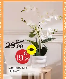 Maxi Bazar Orchidée mick h.80 cm offre