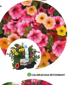 Mr Bricolage Calibrachoa retombant offre