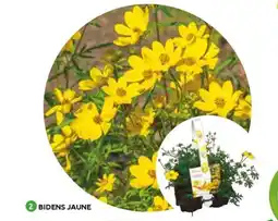 Mr Bricolage Bidens jaune offre
