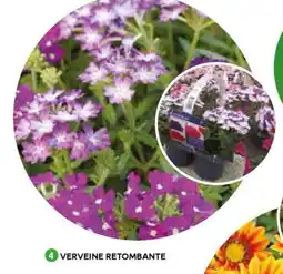 Mr Bricolage Verveine retombante offre