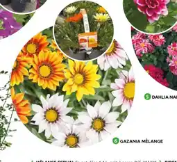 Mr Bricolage Gazania mélange offre