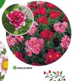 Mr Bricolage Dahlia nain offre