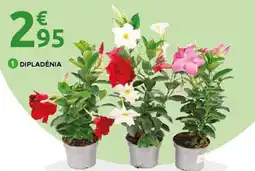 Mr Bricolage Dipladénia offre