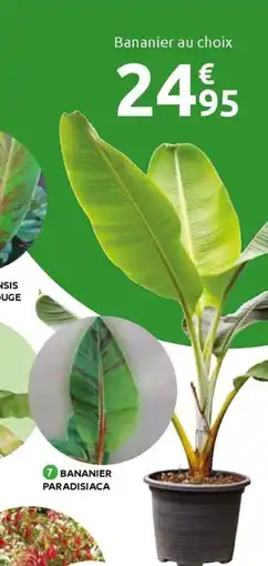 Mr Bricolage Bananier au choix offre