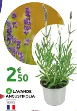 Mr Bricolage Lavande angustifolia offre