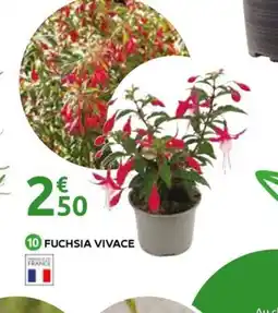 Mr Bricolage Fuchsia vivace offre