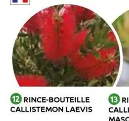 Mr Bricolage Rince-bouteille callistemon laevis offre