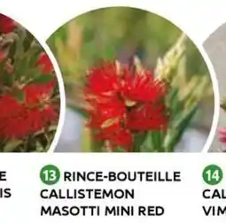 Mr Bricolage Rince-bouteille callistemon masotti mini red offre