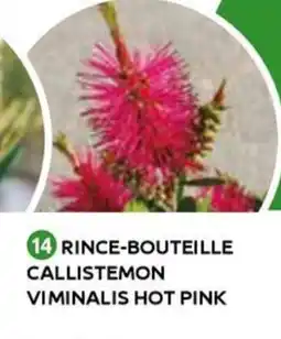 Mr Bricolage Rince-bouteille callistemon viminalis hot pink offre
