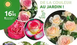 Mr Bricolage Rosier grandes fleurs au choix offre