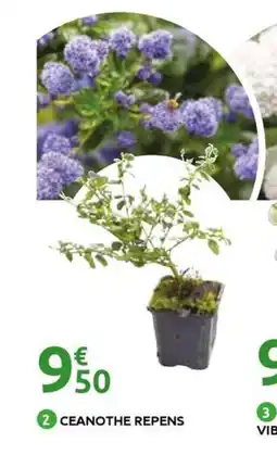 Mr Bricolage Ceanothe repens offre