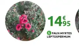 Mr Bricolage Faux-myrtes leptospermum offre