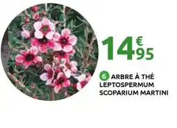 Mr Bricolage Arbre à thé leptospermum scoparium martini offre