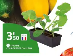 Mr Bricolage Trio de courgettes couleur offre