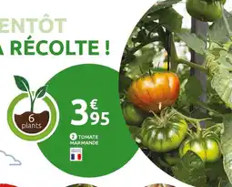 Mr Bricolage Tomate marmande offre