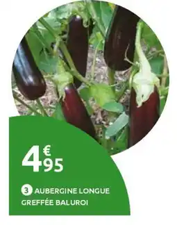 Mr Bricolage Aubergine longue greffée baluroi offre