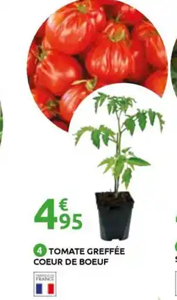 Mr Bricolage Tomate greffée coeur de boeuf offre
