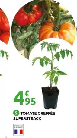 Mr Bricolage Tomate greffée supersteack offre
