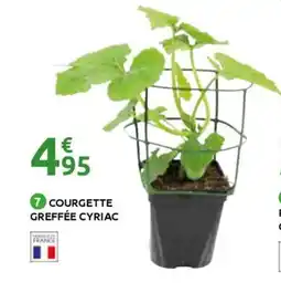 Mr Bricolage Courgette greffée cyriac offre