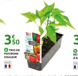 Mr Bricolage Trio de poivrons couleur offre