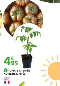 Mr Bricolage Tomate greffée noire de crimée offre