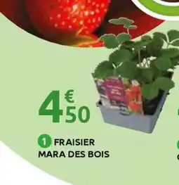 Mr Bricolage Fraisier mara des bois offre