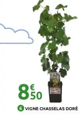 Mr Bricolage Vigne chasselas doré offre