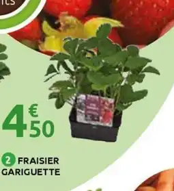 Mr Bricolage Fraisier gariguette offre