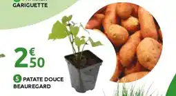 Mr Bricolage Patate douce beauregard offre