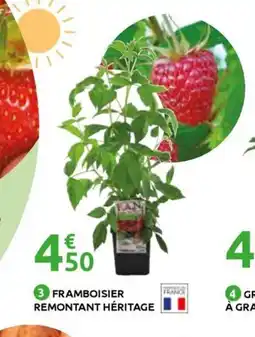 Mr Bricolage Framboisier remontant héritage offre