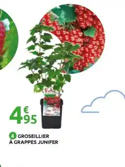 Mr Bricolage Groseillier à grappes junifer offre