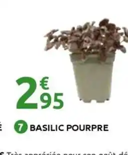 Mr Bricolage Doré ⑦basilic pourpre offre