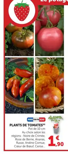 Bi1 Plants de tomates offre
