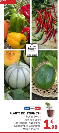 Bi1 Plants de légumes(a) offre