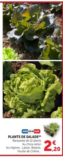 Bi1 Plants de salade offre
