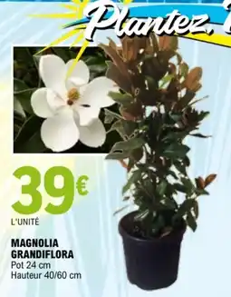 E.Leclerc MAGNOLIA GRANDIFLORA offre