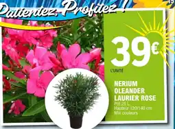 E.Leclerc NERIUM OLEANDER LAURIER ROSE offre