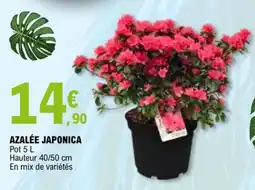 E.Leclerc AZALÉE JAPONICA offre