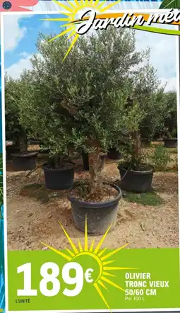 E.Leclerc OLIVIER TRONC VIEUX 50/60 CM offre