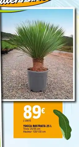E.Leclerc YUCCA ROSTRATA offre