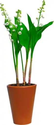 Auchan Sans marque 3 griffes de muguet dans un pot en terre offre