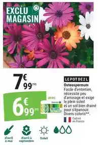 Gamm vert Facile - osteospermum offre