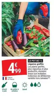 Gamm vert Avril - légnèmes greffées offre