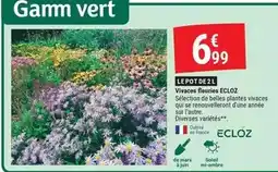 Gamm vert Ecloz - vivaces fleuries offre