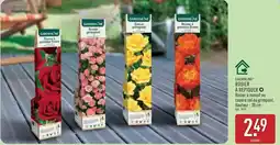 ALDI Gardenline - rosier a peptide offre