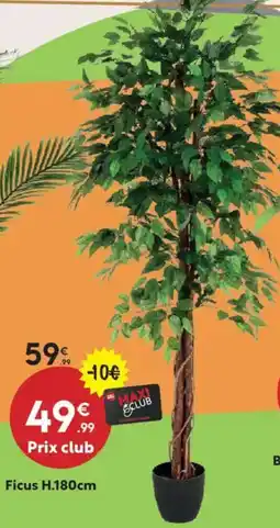 Maxi Bazar Ficus offre