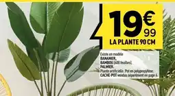 Centrakor Bananier, bambou palmier. offre