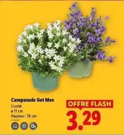 Lidl Campanule Get Mee offre