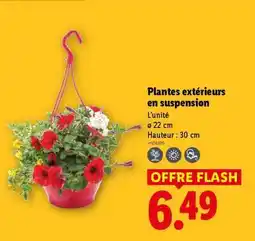 Lidl Plantes extérieurs en suspension offre